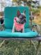 French Bulldog Puppies for sale in Hampton, AR 71744, USA. price: NA