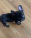 French Bulldog Puppies for sale in Wilson, NC, USA. price: $1,800