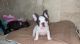 French Bulldog Puppies for sale in Fort Myers, FL 33908, USA. price: $3,000