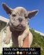 French Bulldog Puppies for sale in Antioch, CA, USA. price: NA