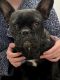 French Bulldog Puppies for sale in Colorado Springs, CO, USA. price: $3,000