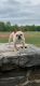 French Bulldog Puppies for sale in Smyrna, GA 30082, USA. price: $3,000