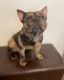 French Bulldog Puppies for sale in Southfield, MI, USA. price: $6,800