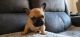 French Bulldog Puppies for sale in Parker, CO, USA. price: $3,000