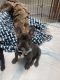French Bulldog Puppies for sale in RCHO SANTA FE, CA 92067, USA. price: NA