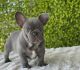 French Bulldog Puppies for sale in Columbus, OH, USA. price: $850