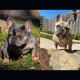 French Bulldog Puppies for sale in Grand Prairie, TX, USA. price: $7,500
