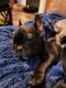 French Bulldog Puppies for sale in Salem, OR, USA. price: $200,000