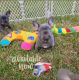 French Bulldog Puppies for sale in Crosby, TX 77532, USA. price: $3,000