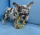 French Bulldog Puppies for sale in 1045 Oakvale Rd, Jacksonville, FL 32259, USA. price: NA