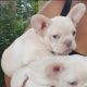 French Bulldog Puppies for sale in Dickinson, TX 77539, USA. price: NA
