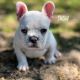 French Bulldog Puppies for sale in Winston-Salem, NC, USA. price: $3,500