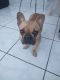 French Bulldog Puppies for sale in Lauderdale-By-The-Sea, FL, USA. price: NA