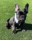 French Bulldog Puppies for sale in Hayward, CA, USA. price: $2,000
