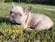 French Bulldog Puppies for sale in Peoria, IL, USA. price: $3,000