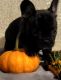 French Bulldog Puppies for sale in Huddleston, VA 24104, USA. price: $1,500