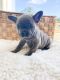 French Bulldog Puppies for sale in Portland, OR, USA. price: $2,800