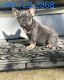 French Bulldog Puppies for sale in Clinton, MD, USA. price: $3,500