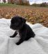 French Bulldog Puppies for sale in Unityville, PA 17774, USA. price: NA