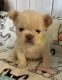 French Bulldog Puppies for sale in Hauppauge, NY, USA. price: NA