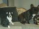 French Bulldog Puppies for sale in Bethlehem, GA 30620, USA. price: NA