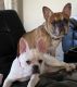 French Bulldog Puppies for sale in New Albany, OH, USA. price: $3,500