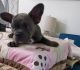 French Bulldog Puppies for sale in Delano, CA, USA. price: NA