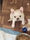 French Bulldog Puppies for sale in Ocala, FL, USA. price: $3,000