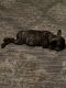 French Bulldog Puppies for sale in Boise, ID, USA. price: $5,500