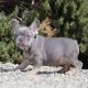 French Bulldog Puppies for sale in Lawrenceville, Lawrence Township, NJ 08648, USA. price: NA