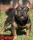 French Bulldog Puppies for sale in New Orleans, LA, USA. price: NA