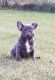 French Bulldog Puppies for sale in Winnebago, IL 61088, USA. price: $3,500