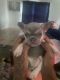 French Bulldog Puppies for sale in Port St. Lucie, FL, USA. price: $4,500