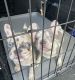 French Bulldog Puppies for sale in Missouri City, TX, USA. price: $2,500