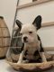 French Bulldog Puppies for sale in Santa Clarita, CA, USA. price: $1,500