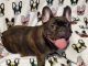 French Bulldog Puppies for sale in Polk City, FL 33868, USA. price: $1,200