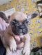 French Bulldog Puppies for sale in Oregon City, OR 97045, USA. price: $400
