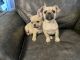 French Bulldog Puppies for sale in Logan, KS 67646, USA. price: NA