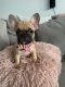 French Bulldog Puppies for sale in St Cloud, FL 34772, USA. price: $4,000