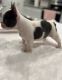 French Bulldog Puppies for sale in Kearney, NE, USA. price: $650