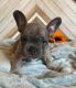 French Bulldog Puppies for sale in Spring, TX 77373, USA. price: $3,000