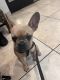 French Bulldog Puppies for sale in North Highlands, CA, USA. price: NA