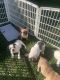 French Bulldog Puppies for sale in Oxnard, CA, USA. price: $3,000