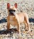 French Bulldog Puppies for sale in Royse City, TX, USA. price: $2,000