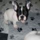 French Bulldog Puppies for sale in 835 W 14th St, Merced, CA 95340, USA. price: NA