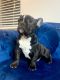 French Bulldog Puppies for sale in Palmdale, CA 93550, USA. price: $2,000