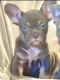 French Bulldog Puppies for sale in Palmdale, CA 93550, USA. price: $4,900
