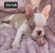 French Bulldog Puppies for sale in Albany, OH 45710, USA. price: $1,500