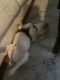 French Bulldog Puppies for sale in 4244 Summersweet Ln, Crowley, TX 76036, USA. price: NA