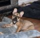 French Bulldog Puppies for sale in Chesaning, MI 48616, USA. price: NA